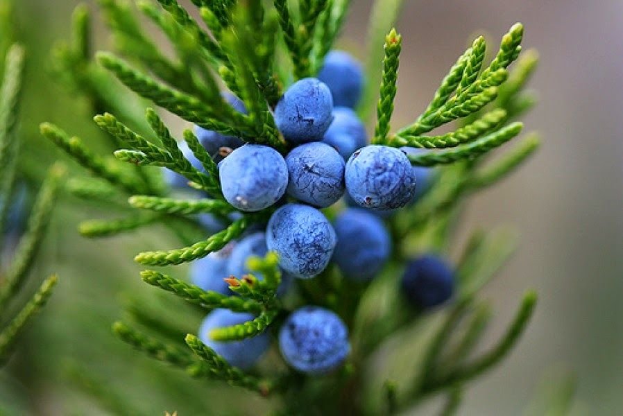 Juniper Berry