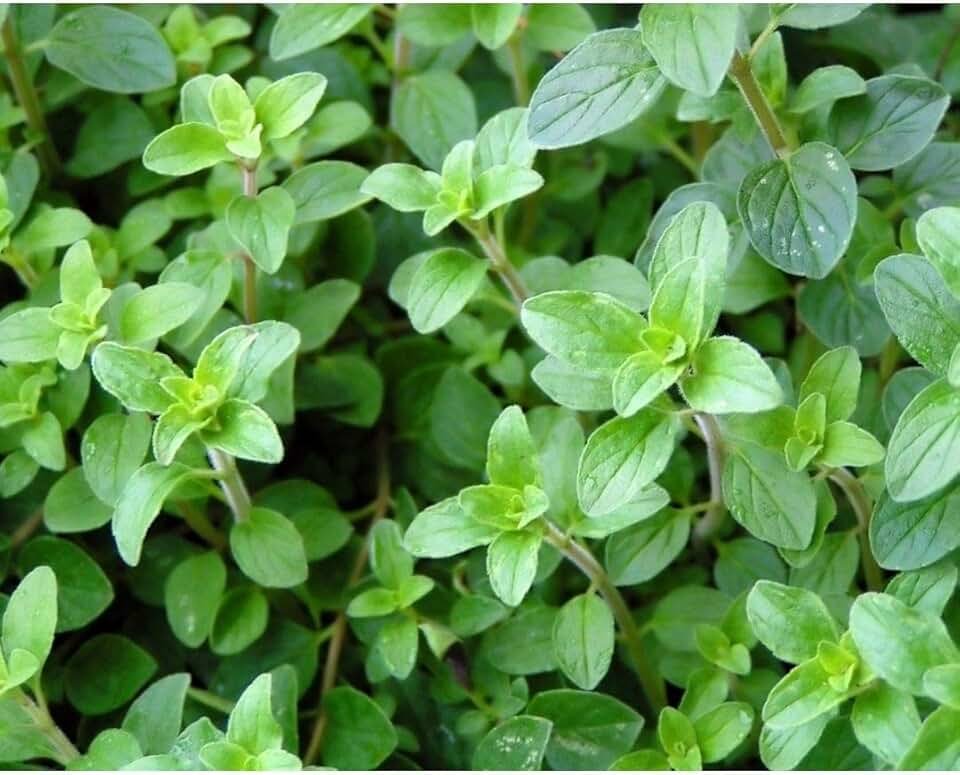 Oregano