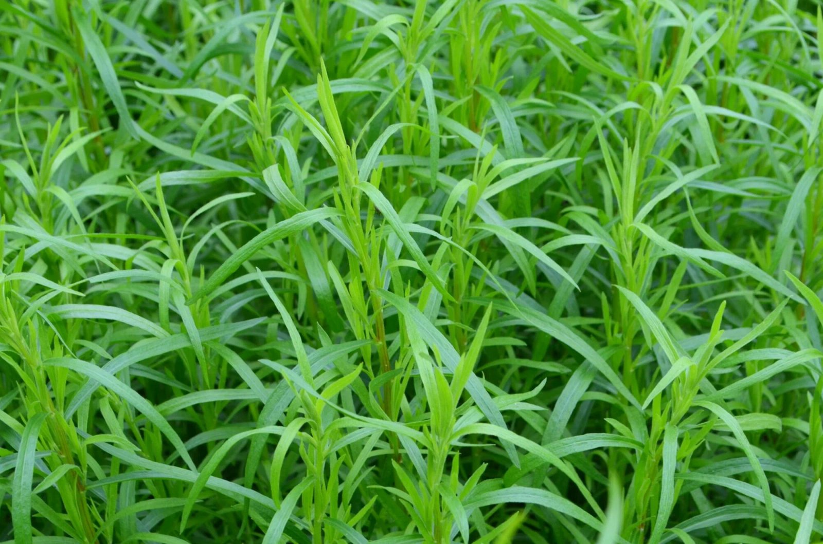Tarragon